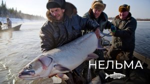 Нельма: королева белорыбицы | Рыбовое