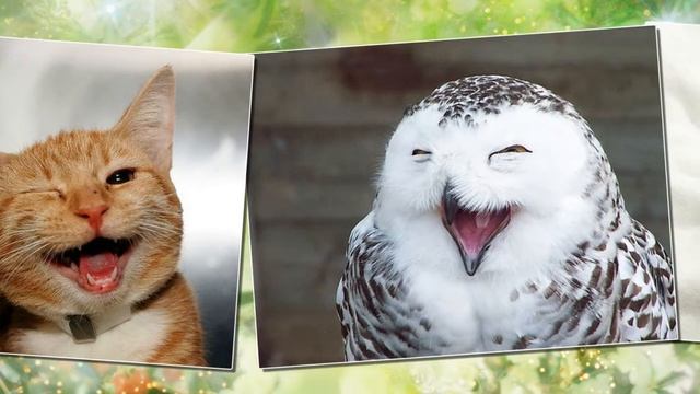 Смех до слез! смотреть онлайн