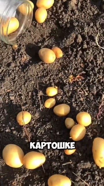 Советы и секреты опытных огородников оставила в описа смотреть онлайн