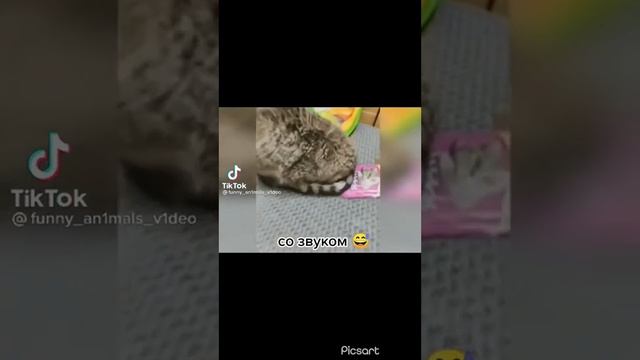 #1.99992105 секунды смеха. Очень много. Приколы из Тик Тока смотреть онлайн