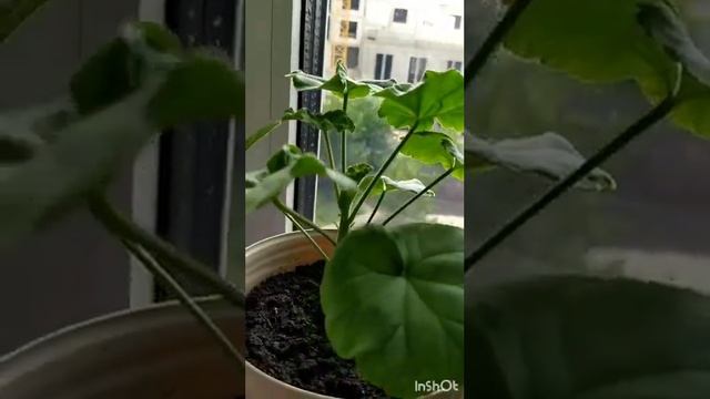 Мой огород на окошке. смотреть онлайн