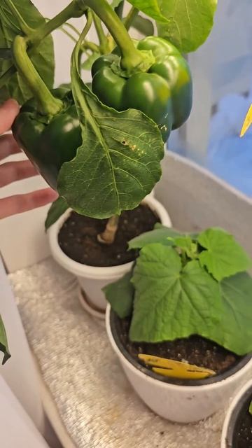 Рассада огурцов. Мощная и жирная .) #огороднаподоконни? смотреть онлайн