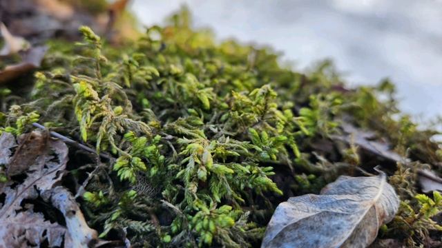 Сплав по Илети, 2025 смотреть онлайн