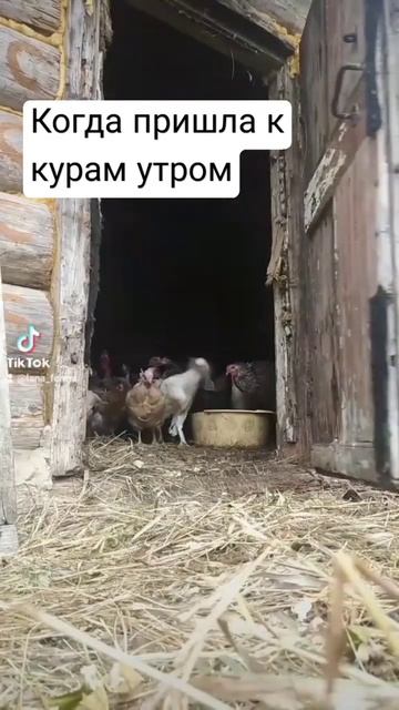 что будет если утром открыть сарай смотреть онлайн