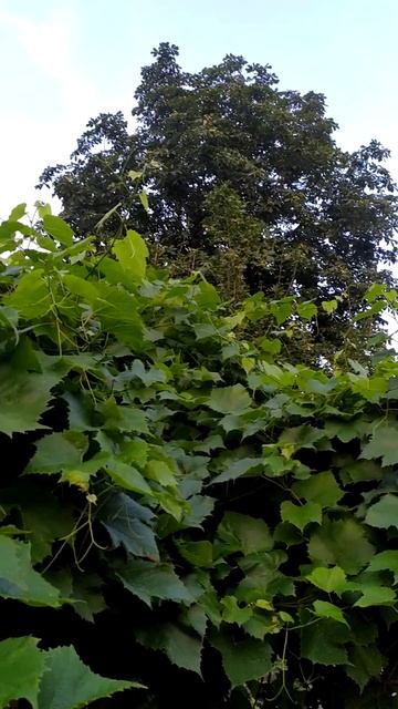 Беседка с виноградной крышей, #природа #деревенскаяжи? смотреть онлайн