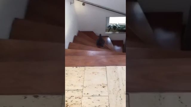 Кошка которая думает что она собака смотреть онлайн