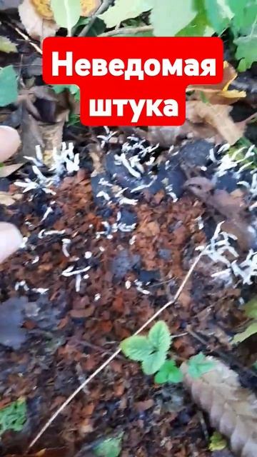 Загадки природы #природа #чтоэто# смотреть онлайн