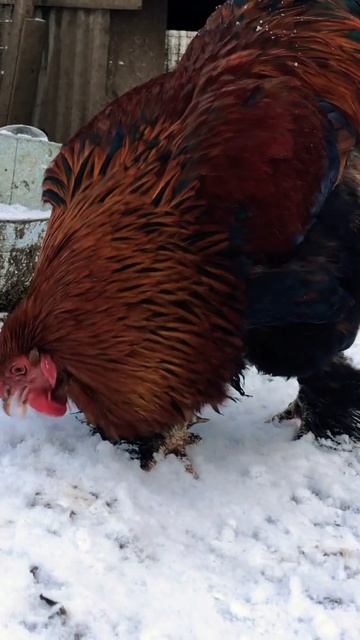 #петух #хутор #деревня #птицызимой #птичник #куры #курыу смотреть онлайн