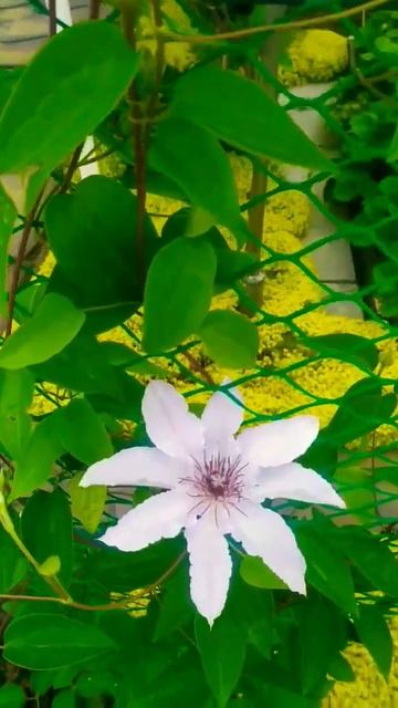 #дача #омск #клематис #shorts смотреть онлайн