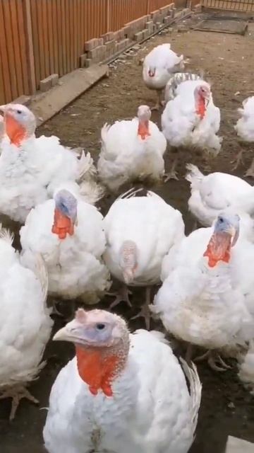 Индюки BIG-6 #индюки #животные #огород #птица #птицеводст? смотреть онлайн