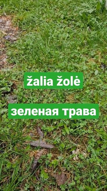 žalia žolė - зеленая трава смотреть онлайн