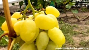 Виноград Ландыш - 2024