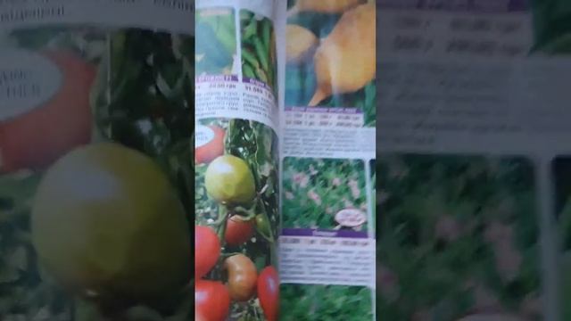 Мои дорогие кабачки #кабачки #семена #тапир смотреть онлайн