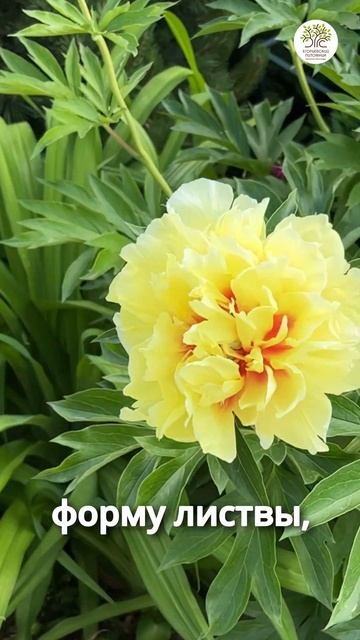 Отличия пионов травянистых от древовидных и ито гибри смотреть онлайн