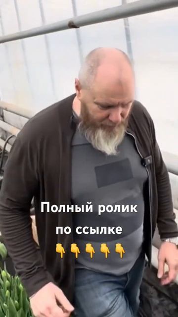 Шикарный тюльпан смотреть онлайн