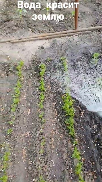 она как чёрная краска по сухой земле смотреть онлайн