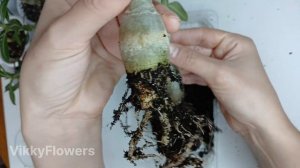 Адениум: Как получить большой ствол?