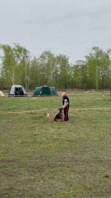 6 Отл. Марвил Юнион ИСТОРИЯ +++ №85 / КЧК ЧЕЛЯБИНСК 3 мая`25 I.Radulovic Моно нем.овчарок