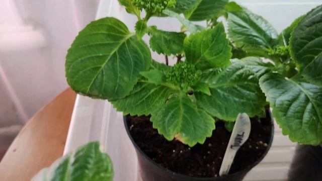 14.02.25.Полуфабрикаты спустя месяц от пересадки 🌱🌱🌱