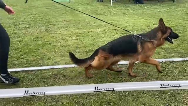 ЮНИОРЫ СУКИ / КЧК СМОЛЕНСК 1 мая`25 Е.Силаева Моно немецких овчарок