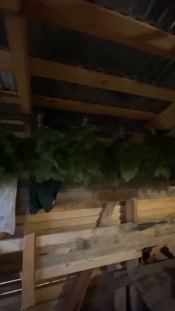 Веники пихтовые смотреть онлайн