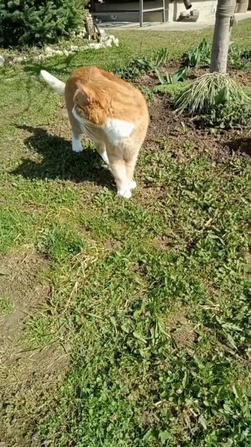 Кот Рыжуся и Я....планируем сажать цветы... смотреть онлайн