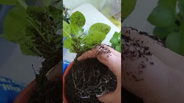 ПЕРЕВАЛКА ПЕТУНИИ В КАШПО🌺 смотреть онлайн