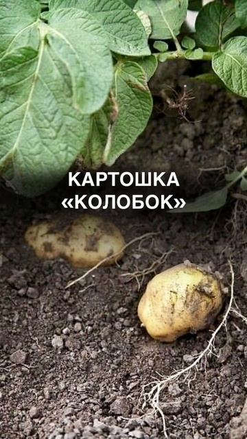 Картошка «Колобок»#сад #огород #дача #дачник #грядки #п? смотреть онлайн