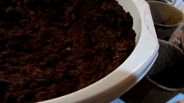 Рассаду в горшки)