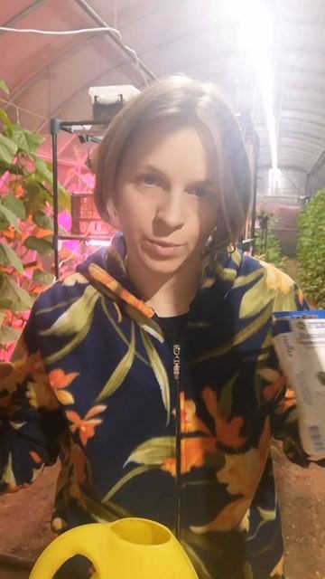 Подкормка лимона #лимон #буднифермера #фертикакристал смотреть онлайн