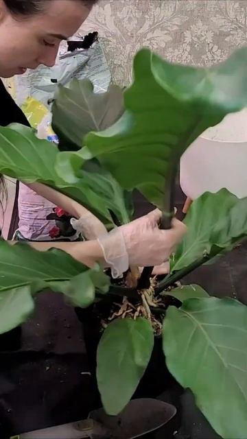 Пересадка антуриума смотреть онлайн