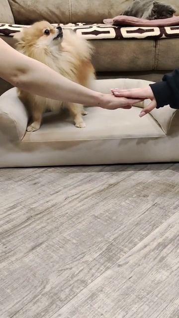 наши животные не в тренде #шпиц #шотландскаявислоухая #лежанка смотреть онлайн