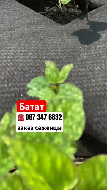 Купить Батат рассада саженцы Хитрук Елена Украина #ба? смотреть онлайн