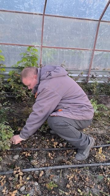 Теплица розарий грунт папа сын смотреть онлайн