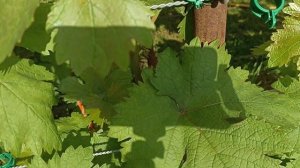 Навес над виноградником.