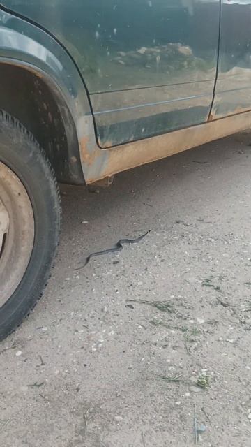 Местные гости😂Сосед😂 смотреть онлайн