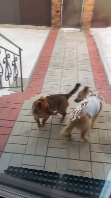 #шортс #funny #animals #смешно #животные #приколы #видео смотреть онлайн