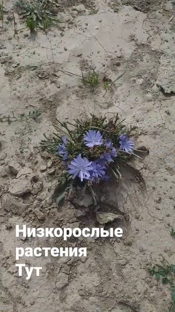 низкорослые растения, около этого озера...за колючкой смотреть онлайн