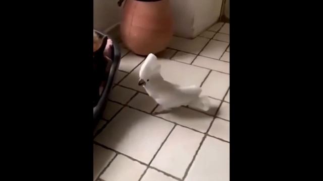Лающий попугай ))). Попугаи, Говорящий попугай, Смешные попугаи смотреть онлайн