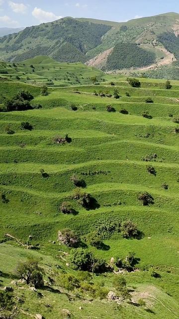 Рукотворные земледельческие террасы. Вид со смотровой площадки возле аула Чох. Дагестан смотреть онлайн