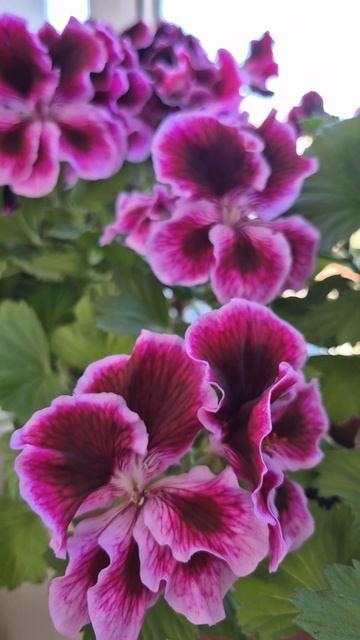 Королевская пеларгония Империал