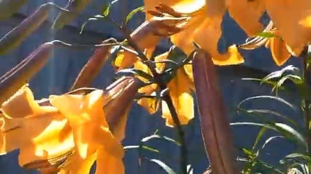 #дизайнсада #лилияАфриканКвин / Лилия Африкан Квин ( ла смотреть онлайн