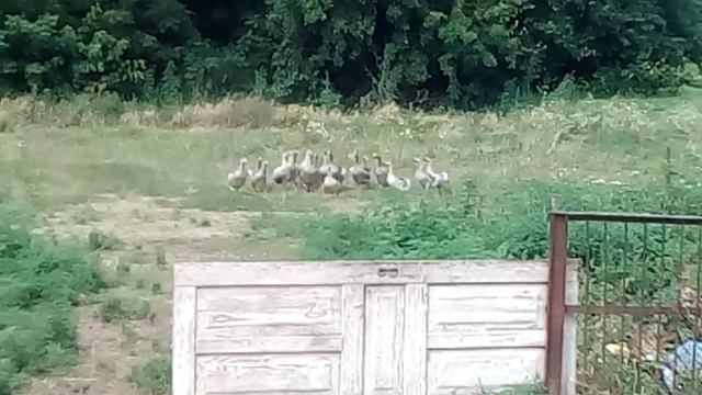 Гуси на службе. смотреть онлайн