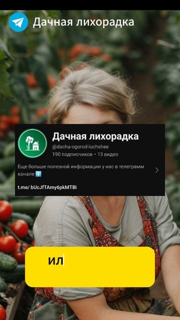 Как я вырастила БОЛЬШОЙ УРОЖАЙ МАЛИНЫ используя данны смотреть онлайн