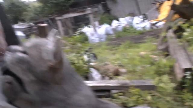 predatory cats sharpen their claws / хижаки точать пазурі смотреть онлайн