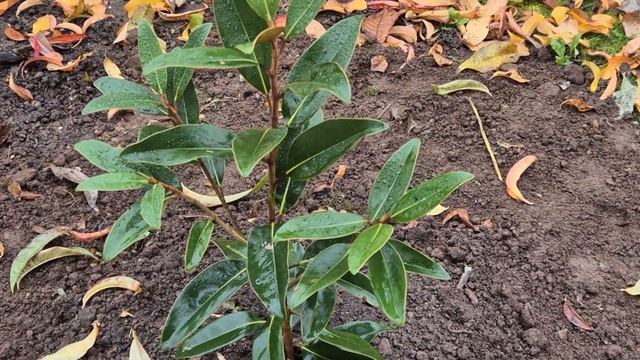 Magnolia Alta /Магнолия Альта,посадка 26.10.24