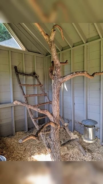 Насест для кур 🐓🏠