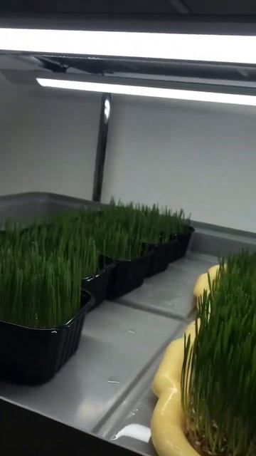 #всегдапервый ! #суперфуд #проростки #семечки #горох смотреть онлайн