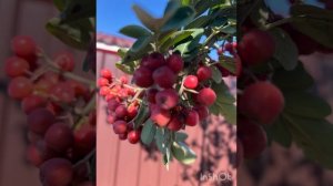 Мой сад! Съедобные рябины Титан и Гранатная!!!