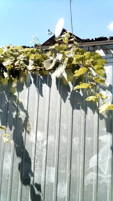 Ветви винограда соседей не обрезала, а спрятала за их ? смотреть онлайн